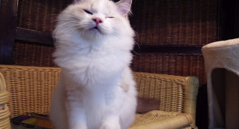 London! 💖😇 Ragdoll cica!