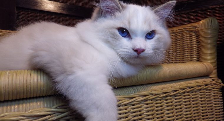 London! 💖😇 Ragdoll cica!