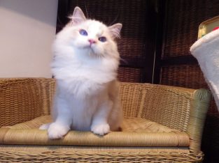 London! 💖😇 Ragdoll cica!