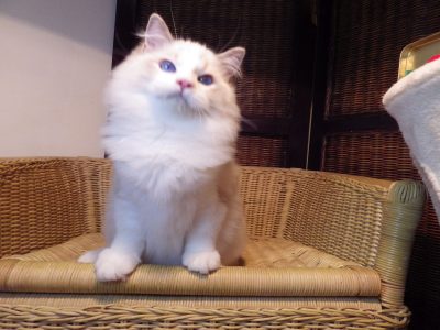 London! 💖😇 Ragdoll cica!