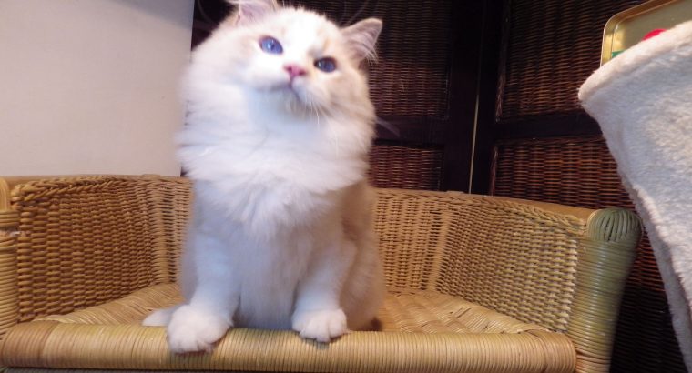 London! 💖😇 Ragdoll cica!