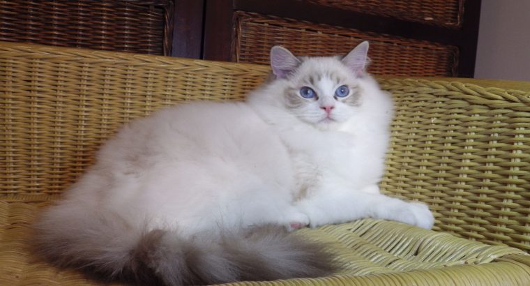 Maya Ragdoll ica! 💖😍😇