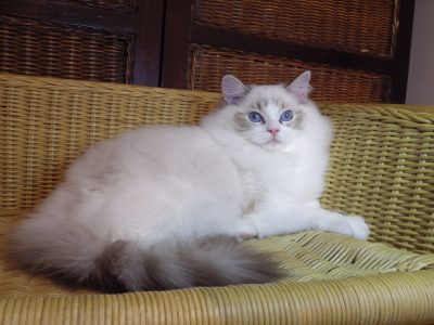 Maya Ragdoll cat! 💖😍😇