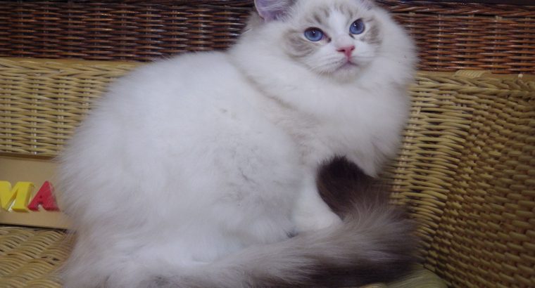 Maya Ragdoll ica! 💖😍😇