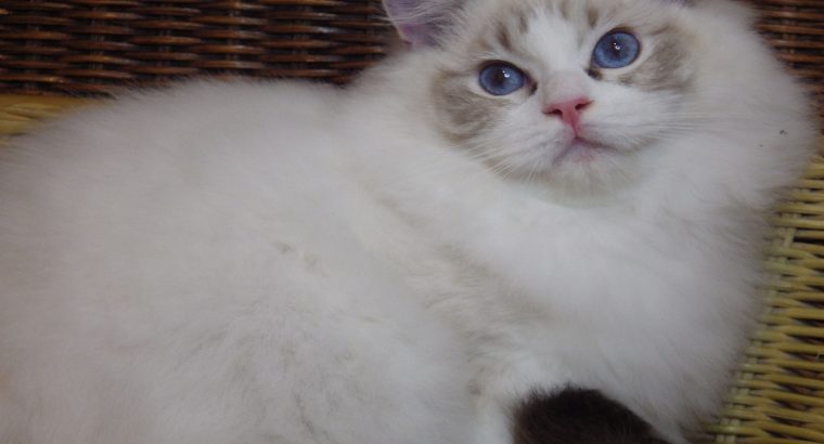 Maya Ragdoll ica! 💖😍😇