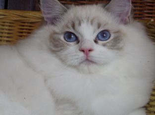 Maya Ragdoll ica! 💖😍😇