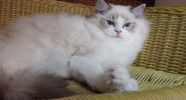 Maya Ragdoll ica! 💖😍😇