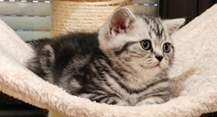 Brit rövidszőrű tabby kislány