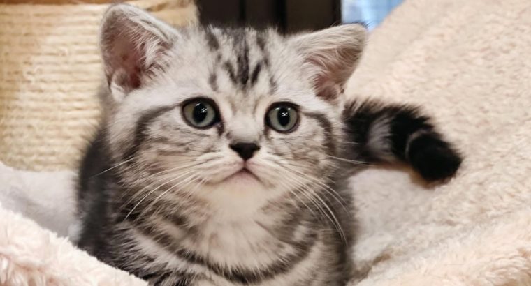 Brit rövidszőrű tabby kislány