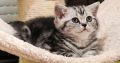 Brit rövidszőrű tabby kislány
