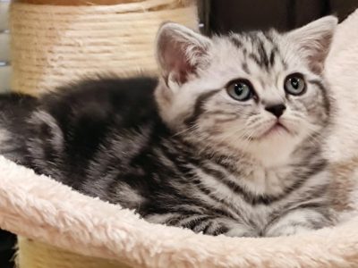Brit rövidszőrű tabby kislány