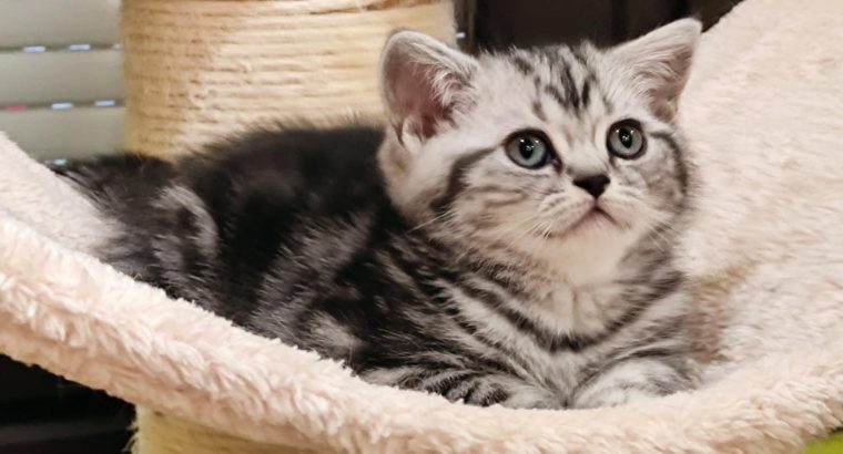 Brit rövidszőrű tabby kislány