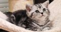 Brit rövidszőrű tabby kislány