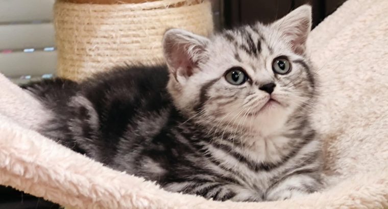 Brit rövidszőrű tabby kislány