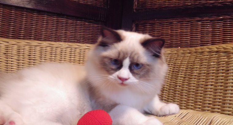 Ragdoll cica „Michelangelo’ Boy!