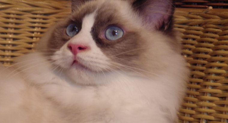 Ragdoll cica „Michelangelo’ Boy!