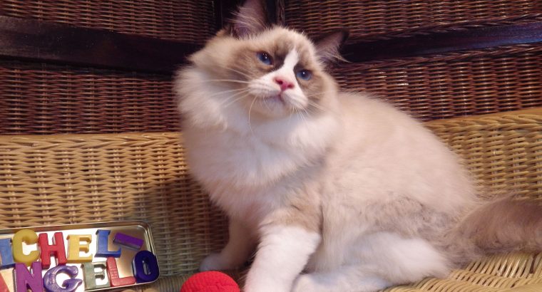 Ragdoll cica „Michelangelo’ Boy!
