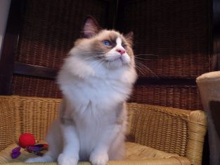 Ragdoll cica „Michelangelo’ Boy!