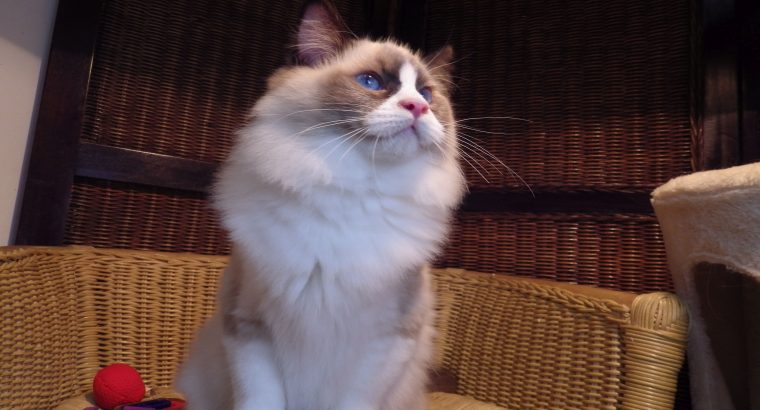 Ragdoll cica „Michelangelo’ Boy!