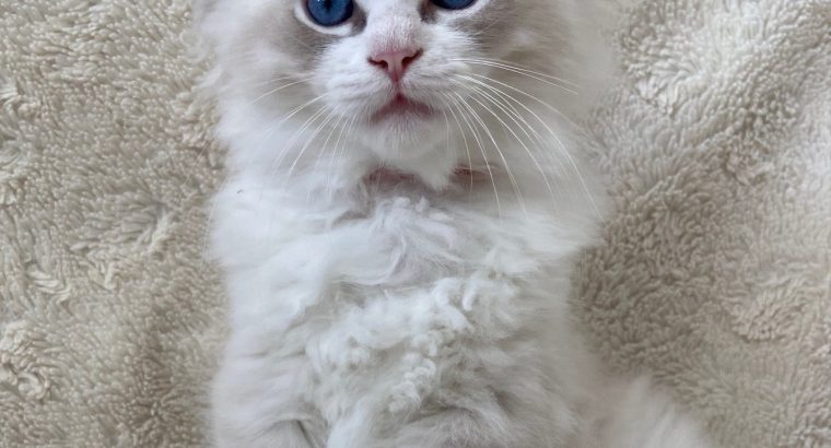 Szőrmókszív (Kókusz)