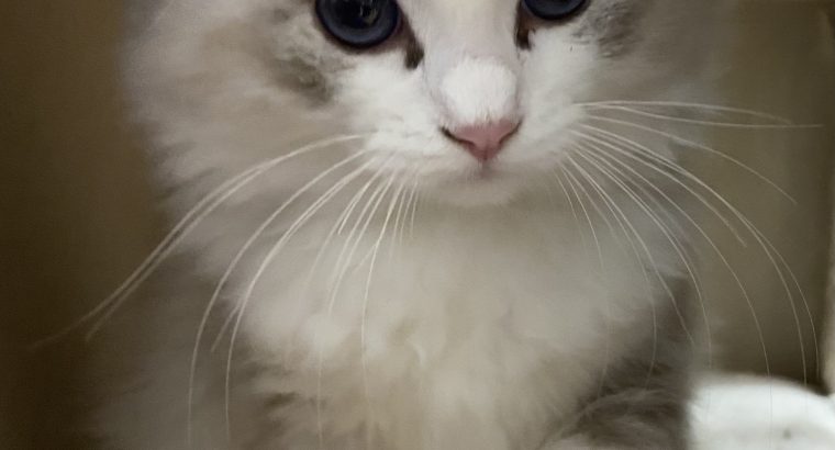 Szeretetgombóc Milky