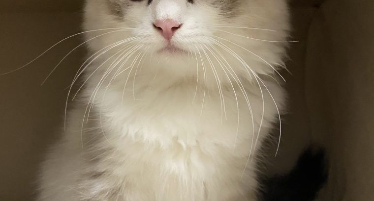 Szeretetgombóc Milky