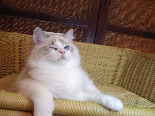 Ragdoll cica –Mississipi girl!😍💖