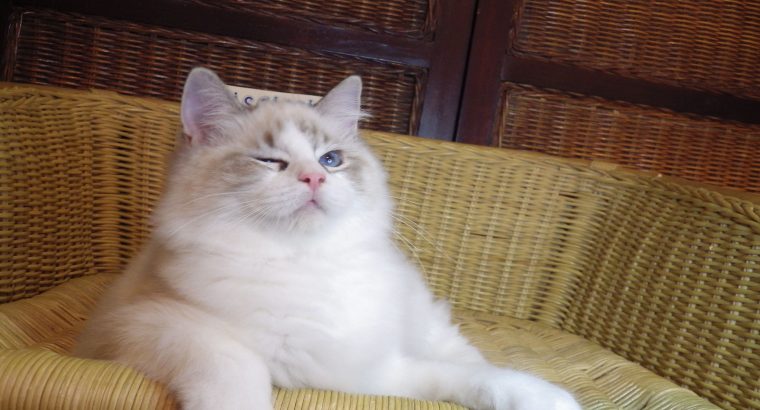 Ragdoll cica! Missisipi lány! 😍😍