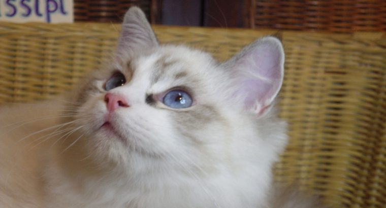 Ragdoll cica! Missisipi lány! 😍😍