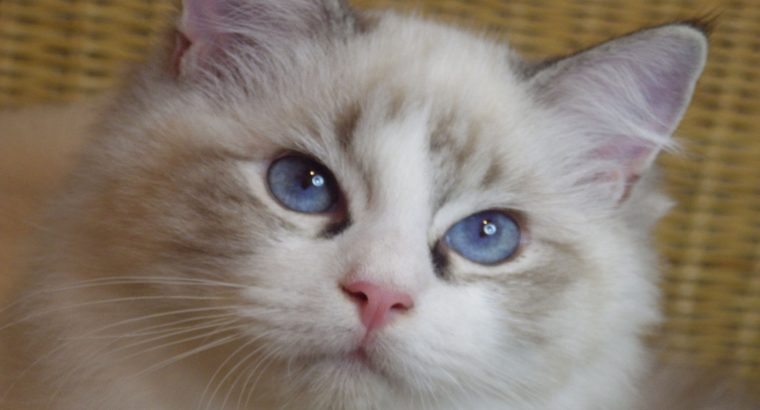 Ragdoll cica –Mississipi girl!😍💖