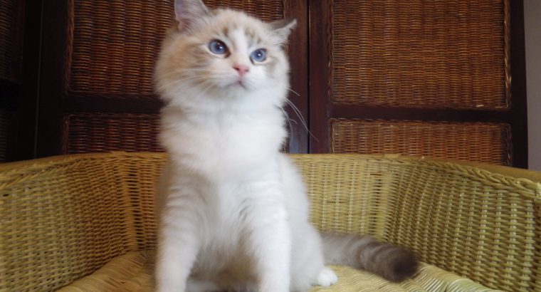 Ragdoll cica –Mississipi girl!😍💖