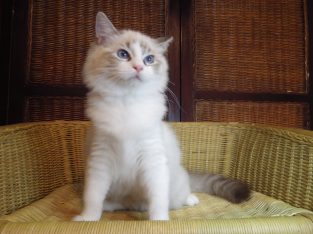 Ragdoll cica! Missisipi lány! 😍😍