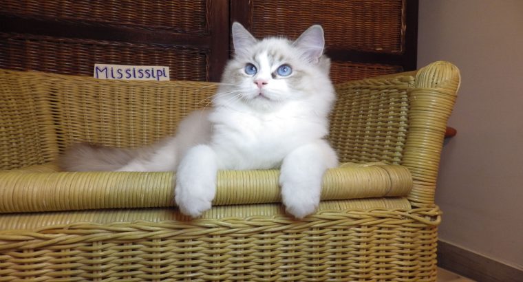 Ragdoll cica! Missisipi lány! 😍😍