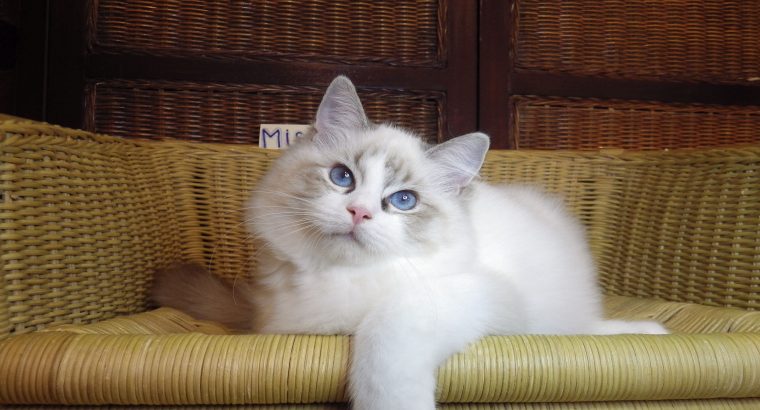 Ragdoll cica –Mississipi girl!😍💖