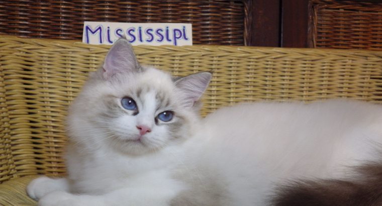 Ragdoll cica! Missisipi lány! 😍😍