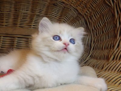 Ragdoll cica „Nefertiti lány 💖😍