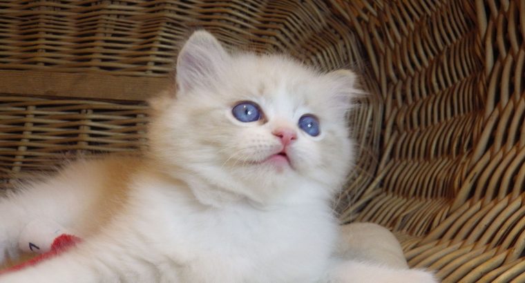 Ragdoll cica „Nefertiti lány 💖😍