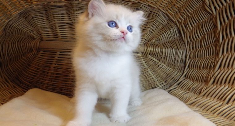 Ragdoll cica „Nefertiti lány 💖😍