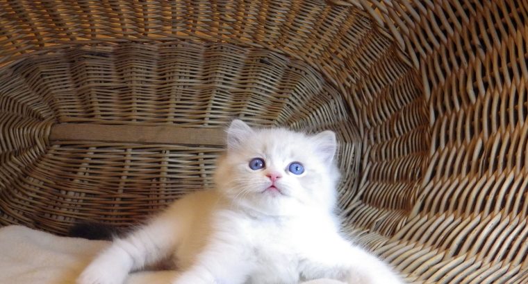 Ragdoll cica „Nefertiti lány 💖😍