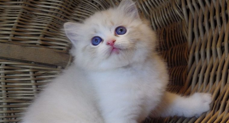 Ragdoll cica „Nefertiti lány 💖😍