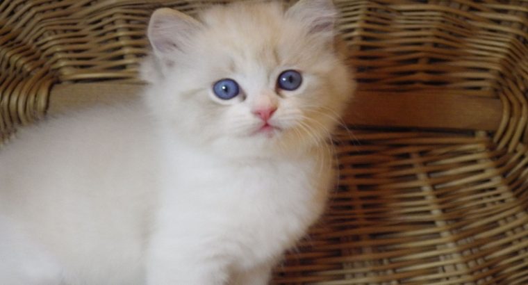 Ragdoll cica „Nefertiti lány 💖😍