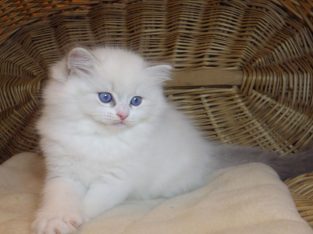 Ragdoll cica „Nevada” lány!😍💖💖