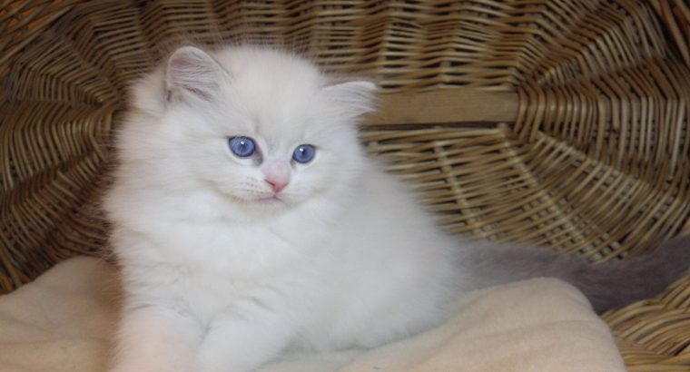 Ragdoll cica „Nevada” lány!😍💖💖