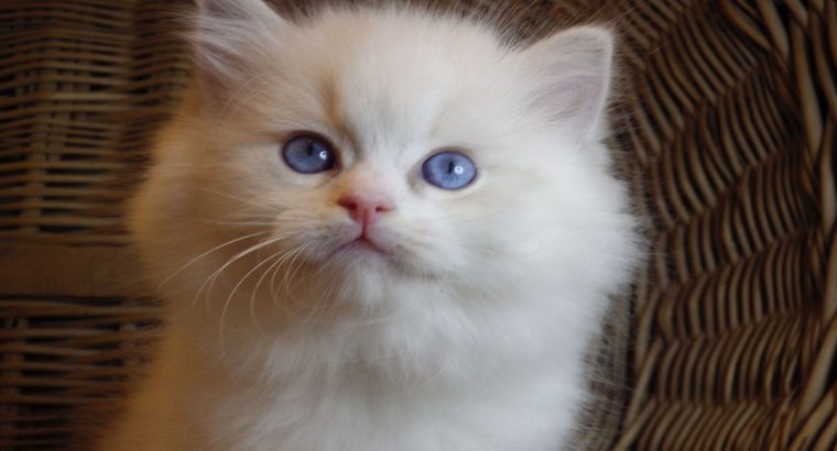 Ragdoll cica „Nevada” lány!😍💖💖