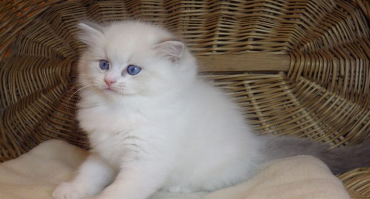 Ragdoll cica „Nevada” lány!😍💖💖