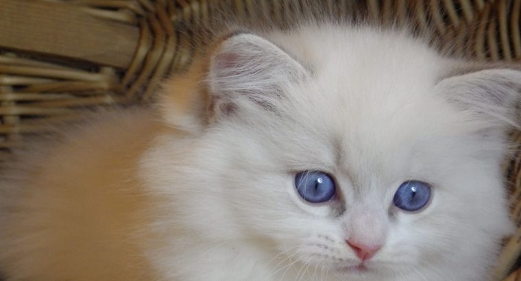 Ragdoll cica „Nevada” lány!😍💖💖