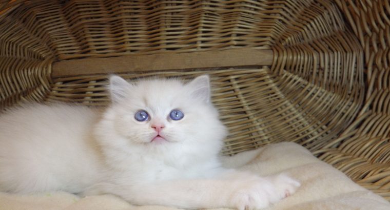 Ragdoll cica „Nevada” lány!😍💖💖