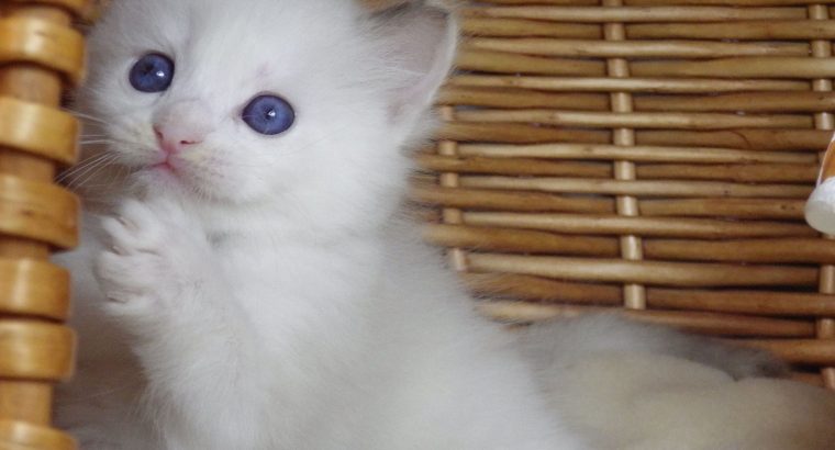 Ragdoll cica „Olympia” lány!