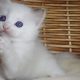 Ragdoll cica „Olympia” lány!
