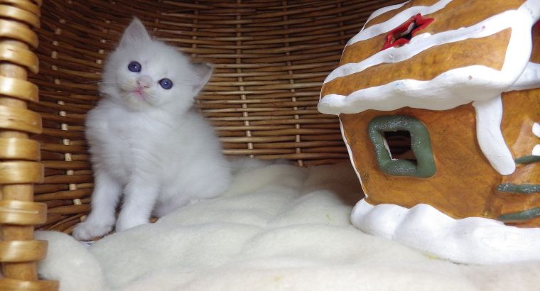 Ragdoll cica „Olympia” lány!